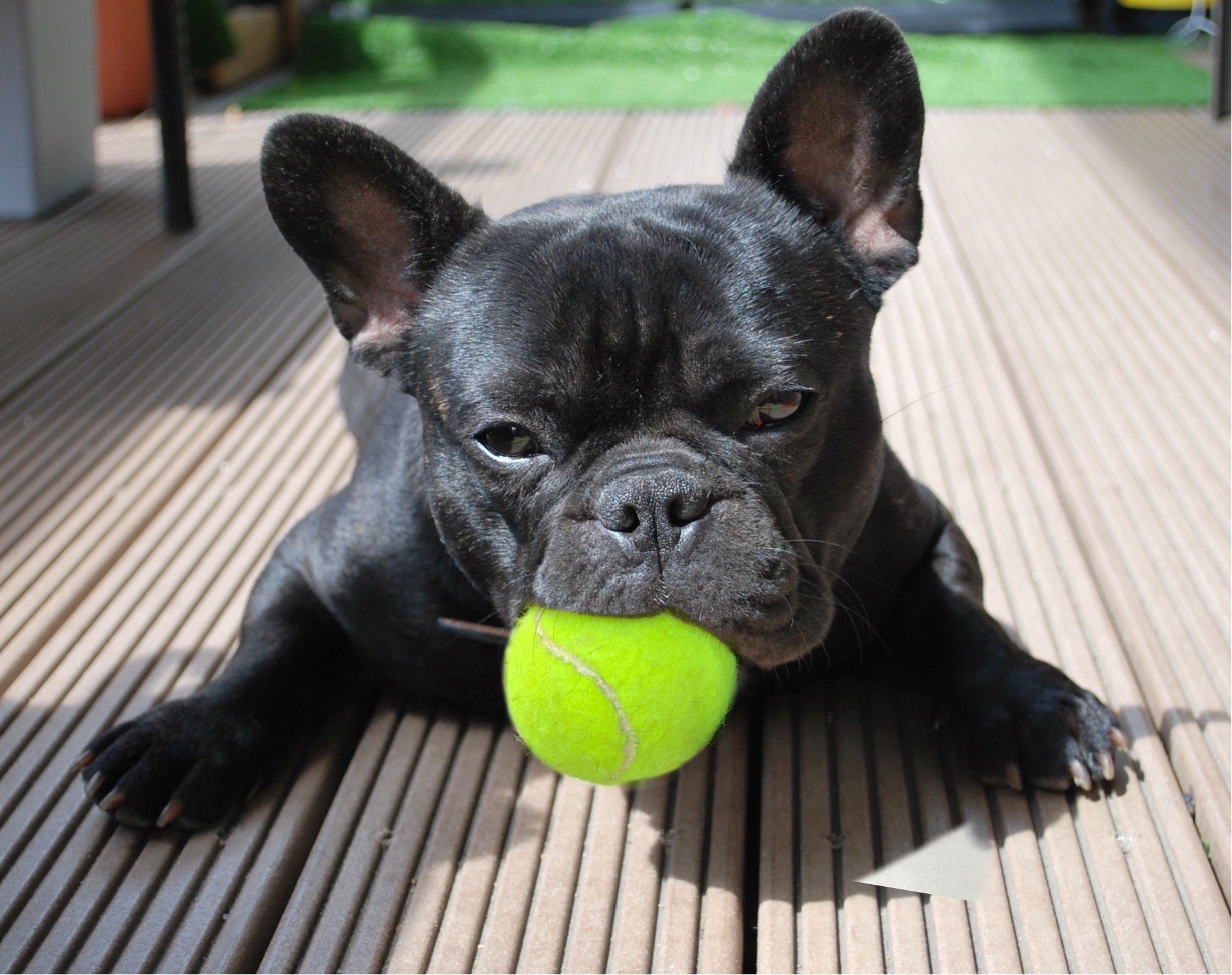 Happy Paw Store Cody