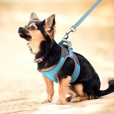 padded dog harness