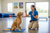 dog training